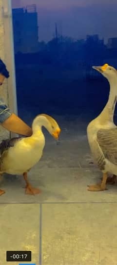 Male Ducks For Sale