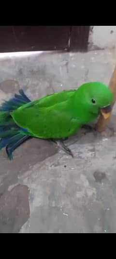 Grand Eclectus Parrot Talking start