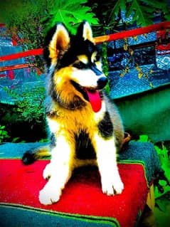 husky brown colour