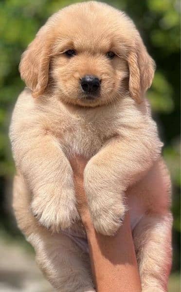 golden retriever puppy for sale 3