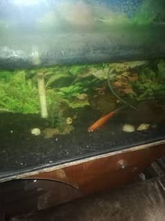 aquarium with fish for sale