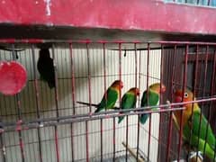 Love bird breeder pairs