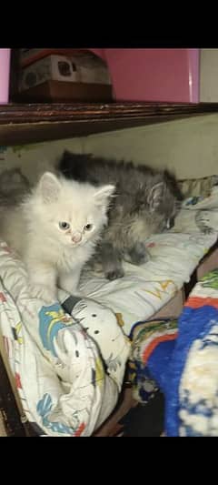 4 kittens If you want to know more information kindly text me