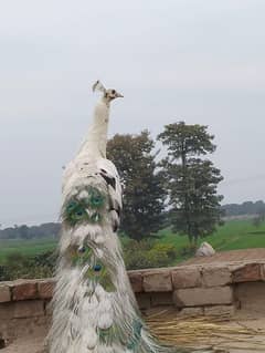 Peacocks pair