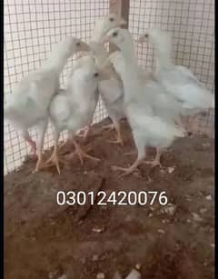 heera co shamo chicks for sell