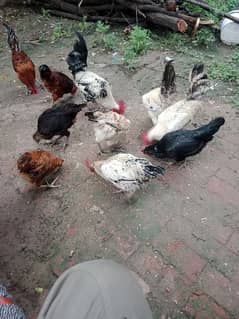 golden Buff selling hens. full desi hen for golden buff