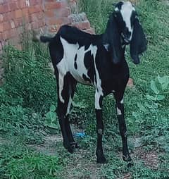 Gabhan bakri for sale