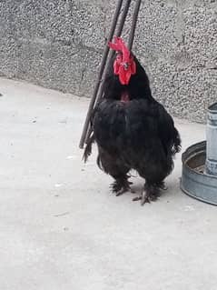 Black bantam breeder male zero size