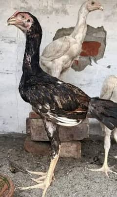 ASEEL o shamoo chicks | black king shamoo | shamoo ASEEL hens