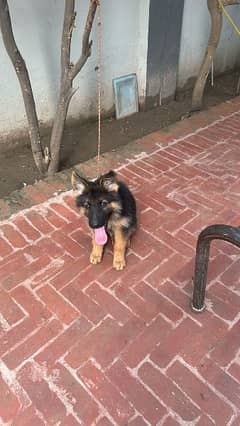 German shepherd male puppy