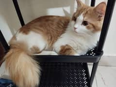 beautiful pure Persian male cat for sell
