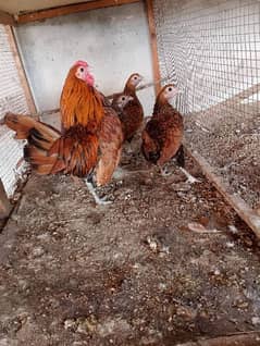 Silver and golden sebright breeder set and frillback pair with chick