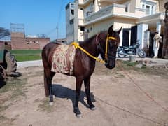 Horse for sale