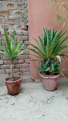 2 beautiful plants