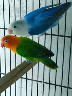 Love bird