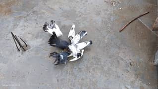 pigeon breeder pair for sale.