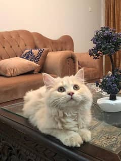 persian kitten  available for sale