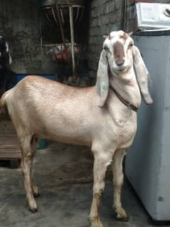 Tade Goat Female For Sale