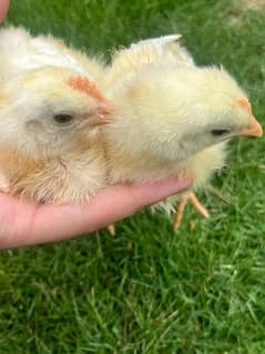 chicks