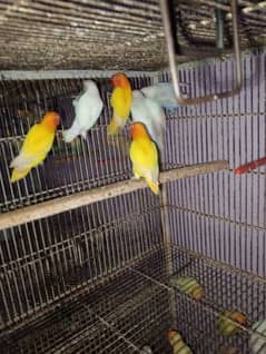 ready to breed Split red eye birds available