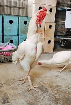 Aseel Heera 100% paper white pair eggs for sell