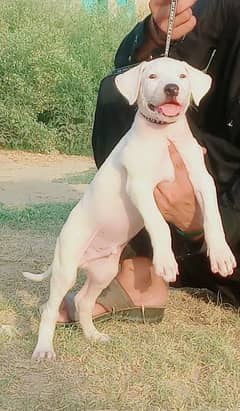 bully dog gultair 2 months for sale