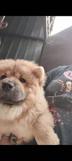 Imported chow chow puppies available for sale