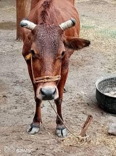 Jarsi cow