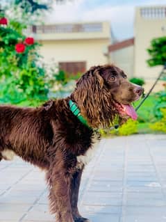 Cocker spaniel dog breed 0