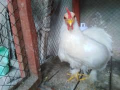 Bantam Male for sale