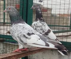 Pigeon Breeder Pair in red eyes available for sale 0308-5000940 0