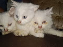 parsian cats baby 2 mail and 1 femail for sale