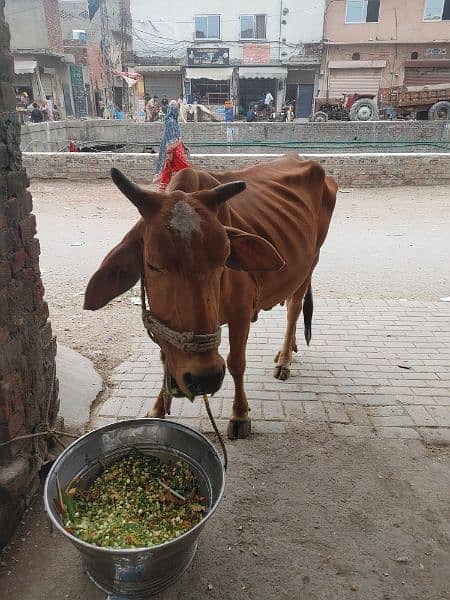 Beautiful Sahiwal Nasal Cow for sale 0