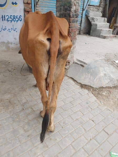 Beautiful Sahiwal Nasal Cow for sale 1