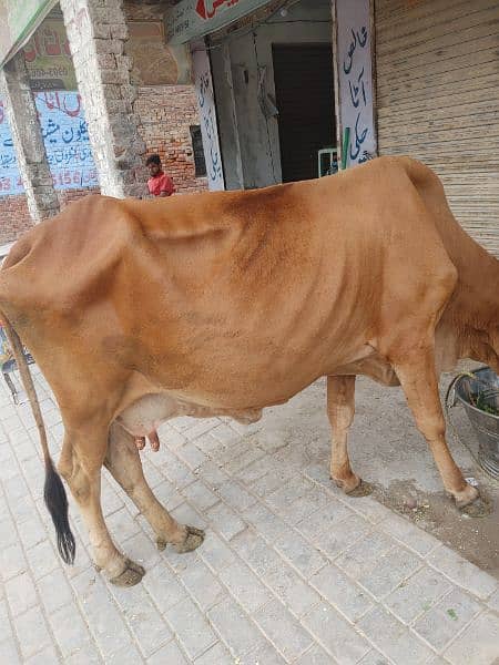 Beautiful Sahiwal Nasal Cow for sale 2
