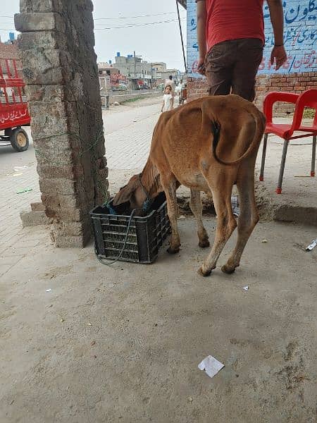 Beautiful Sahiwal Nasal Cow for sale 3