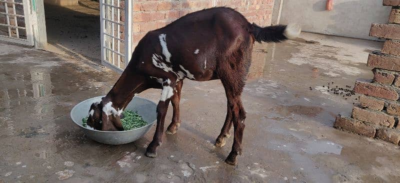 PURE BEETAL/NAGRA BAKRI FOR SALE 1