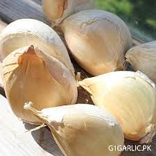 G1 Garlic