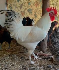 golden misri murga male and females