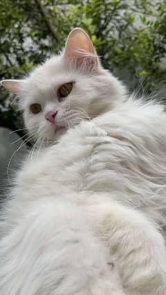 Persian Trippe coated pure white female cat