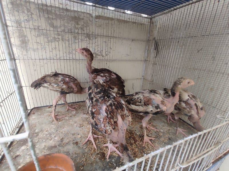 Aseel mainwali 5 choozy for sale sub Rs 3500 0