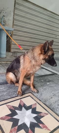 German shepherd Female