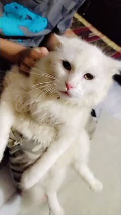 white Persian cat 8 month age