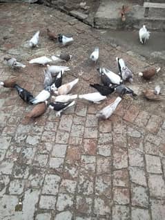 all types of pigeons for sale