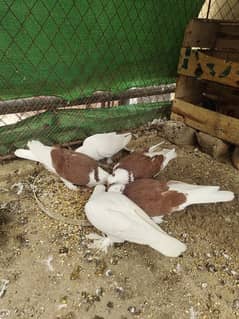 Sherazi White Pigeon Pair