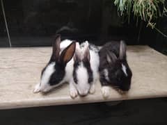 4 Cute Rabbits For Sale 2 Months Old At Low Proce