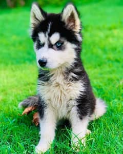 Husky puppy looking for new shelter