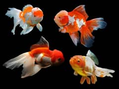 Oranda Goldfish/Red Cap Goldfish /Ranchu Goldfish