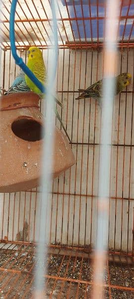 pajri  parrot with cage 03162048242 my contacts 6