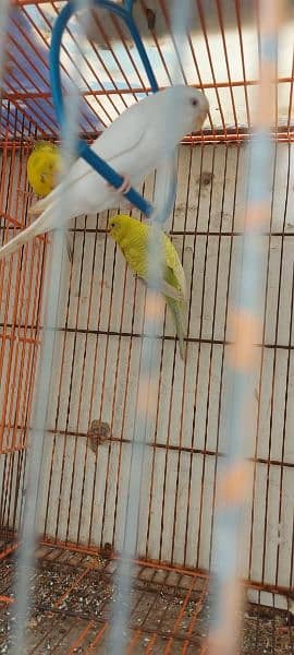 pajri  parrot with cage 03162048242 my contacts 7